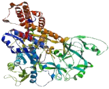Isoleucyl tRNA Synthetase 2, Mitochondrial (IARS2)