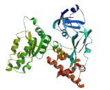 Katanin P60 Subunit A Like Protein 2 (KATNAL2)