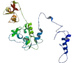 Lymphocyte Specific Protein 1 (LSP1)