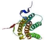 Methylmalonic Aciduria Type B Protein (MMAB)