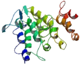 Methylmalonic Aciduria Type D Protein (MMAD)