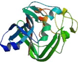 Microfibrillar Associated Protein 4 (MFAP4)