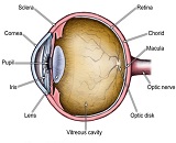 Ocular Hypertension (OH)
