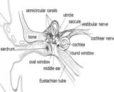 Peripheral Vestibular Disorders (PVD)