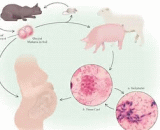 Protozoal Infection (PI)