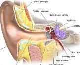 Sensorineural Hearing Loss (SHL)