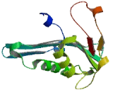 N-Acetyltransferase 8 Like Protein (NAT8L)