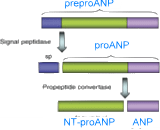N-Terminal Pro-Atrial Natriuretic Peptide (NT-ProANP)