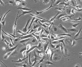 Microglia Cells (MC)