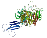 Peptidyl Arginine Deiminase Type II (PADI2)