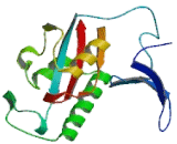 Peptidyl Prolyl Cis/Trans Isomerase NIMA Interacting Protein 1 (PIN1)