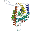 Peroxisome Proliferator Activated Receptor Beta (PPARb)