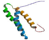 Polyribonucleotide Nucleotidyltransferase 1 (PNPT1)