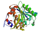 Proprotein Convertase Subtilisin/Kexin Type 9 (PCSK9)