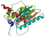 Proteasome Subunit Alpha Type 4 (PSMa4)