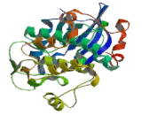 Protein Kinase B Beta (PKBb)