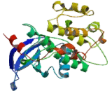 Protein Kinase C Theta (PKCq)