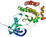 Protein Tyrosine Kinase 2 Beta (PYK2)