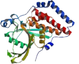 Protein Tyrosine Phosphatase, Non Receptor Type 13 (PTPN13)