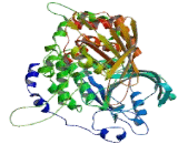 Protein Tyrosine Phosphatase Receptor Type C (CD45)