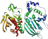 Protein Tyrosine Phosphatase Receptor Type S (PTPRS)