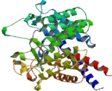 Renin Binding Protein (RENBP)