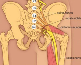 Sciatic Nerve Injury (SNI)
