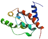 Sperm Flagellar Protein 1 (SPEF1)