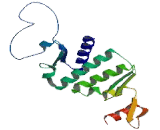 Structural Maintenance Of Chromosomes Protein 3 (SMC3)