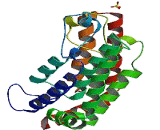 TATA Box Binding Protein Associated Factor 1 (TAF1)