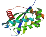 TNFRSF1A Associated Via Death Domain Protein (TRADD)