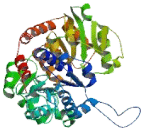 UDP Glucuronosyltransferase 1 Family, Polypeptide A2 (UGT1A2)