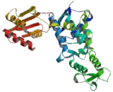 Ubiquitin Protein Ligase E3A (UBE3A)