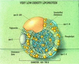Very Low Density Lipoprotein (VLDL)