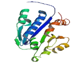 Von Willebrand Factor A Domain Containing Protein 3B (vWA3B)
