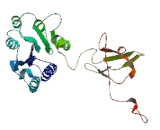 Von Willebrand Factor A Domain Containing Protein 5B1 (vWA5B1)