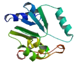 Xin Actin Binding Repeat Containing Protein 2 (XIRP2)