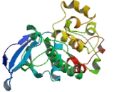p21 Protein Activated Kinase 2 (PAK2)