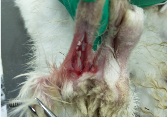 Cut the experimental rabbit's tendon.