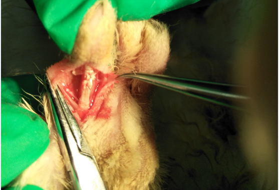 Experimental rabbits tendon suture.