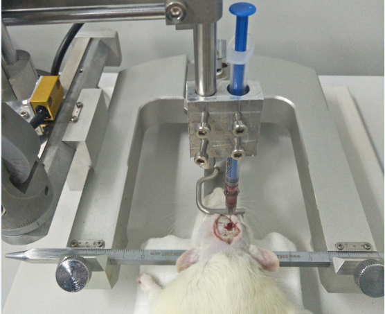 Experimental rat brain microinjection