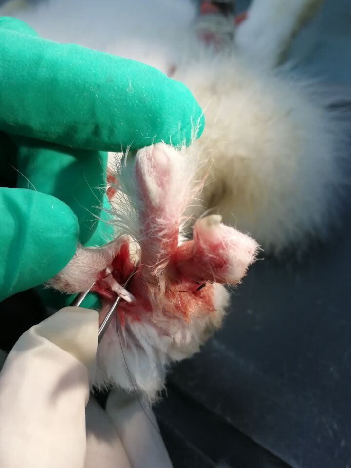 Isolation of experimental rabbit tendon