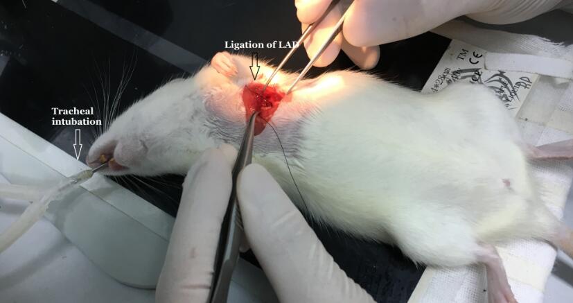 Rat Model for Myocardial Infarction