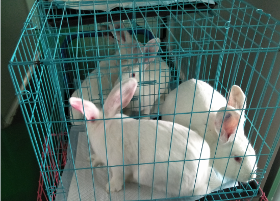 Transport of diabetic rabbits