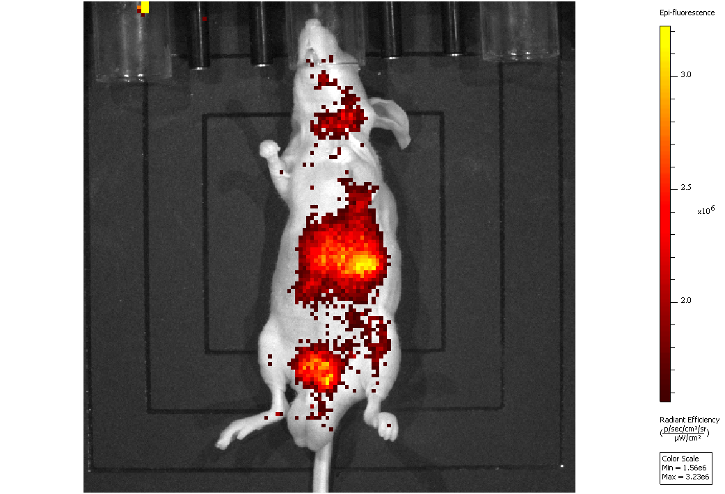 In vivo imaging - fluorescence