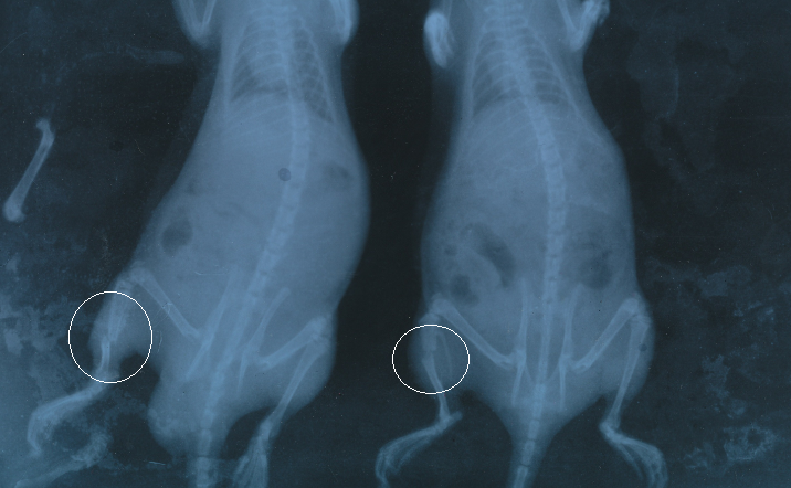 X ray image for rat fracture model