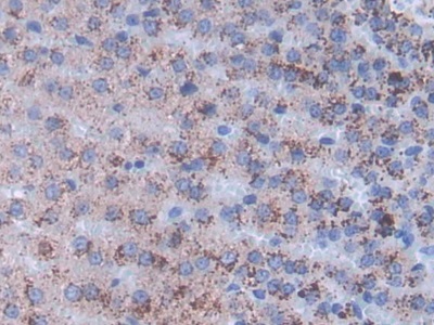 Monoclonal Antibody to Inhibin Beta A (INHbA)