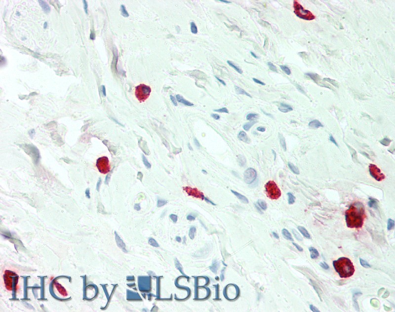 Monoclonal Antibody to Histamine (HA)