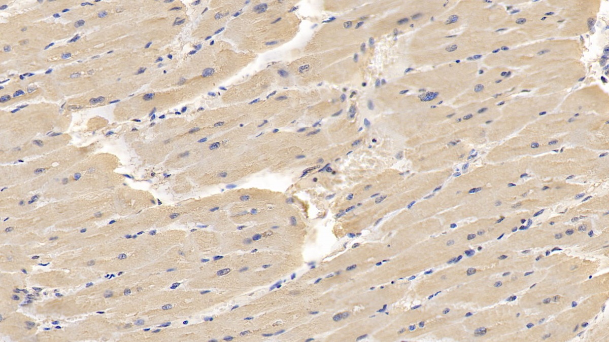 Monoclonal Antibody to Glypican 3 (GPC3)