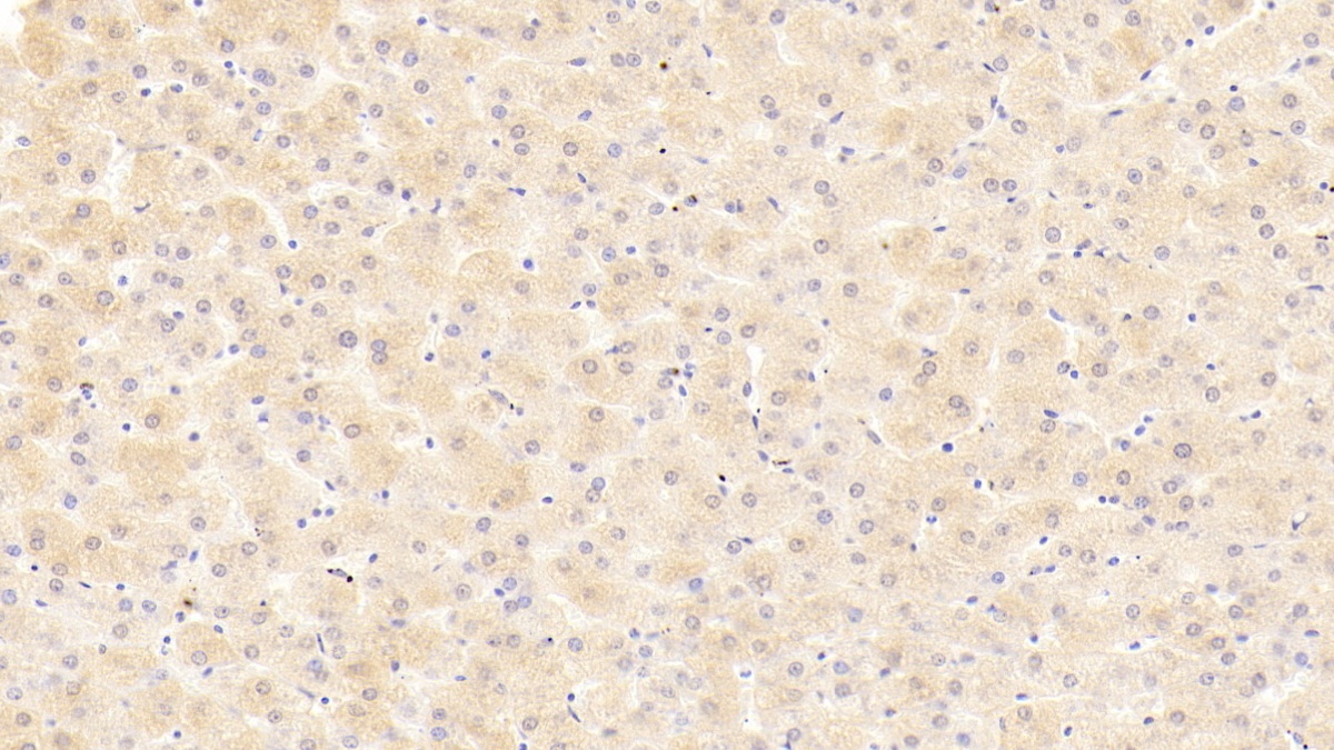 Monoclonal Antibody to Mesencephalic Astrocyte Derived Neurotrophic Factor (MANF)